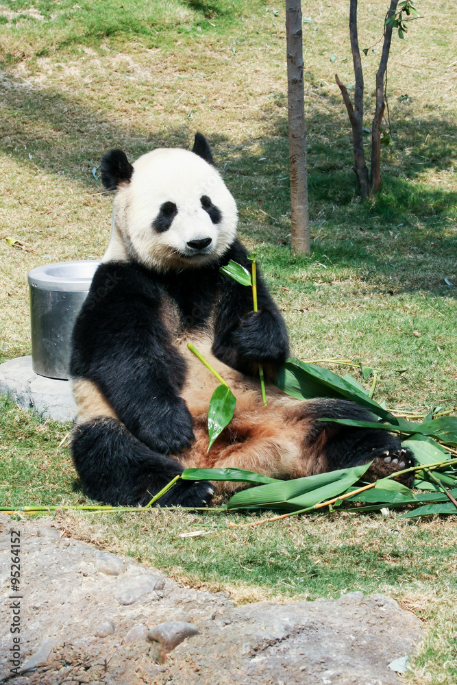 Obraz premium Panda eating bamboo