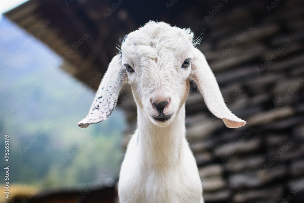Fototapeta premium Portrait of a young white goat on the background of a stone shed