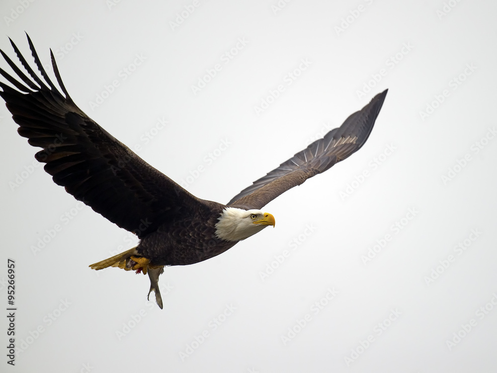 Obraz premium American Bald Eagle in Flight with Fish