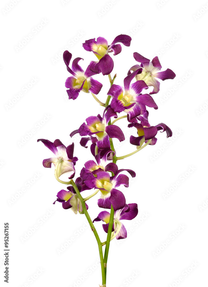 Purple (Violet) orchid on white Purple (Violet) orchid on white