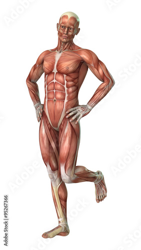 Muscle Maps