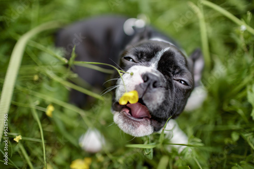 Fototapeta Naklejka Na Ścianę i Meble -  Boston Terrier Puppy