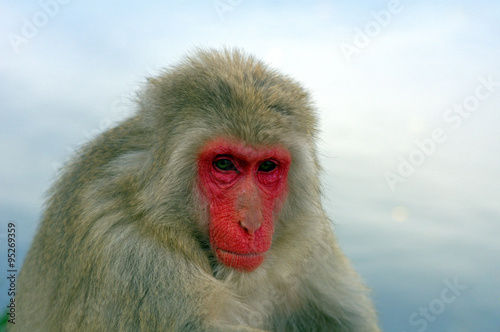 Japanese macaque © nyiragongo
