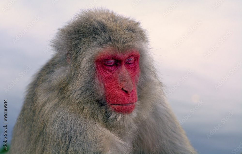 Naklejka premium Japanese macaque
