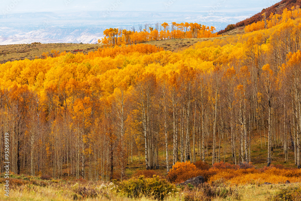 Fototapeta premium Autumn