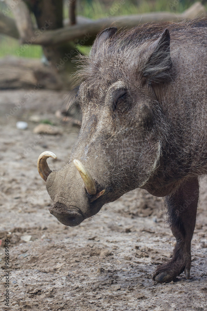 Fototapeta premium Warzenschwein