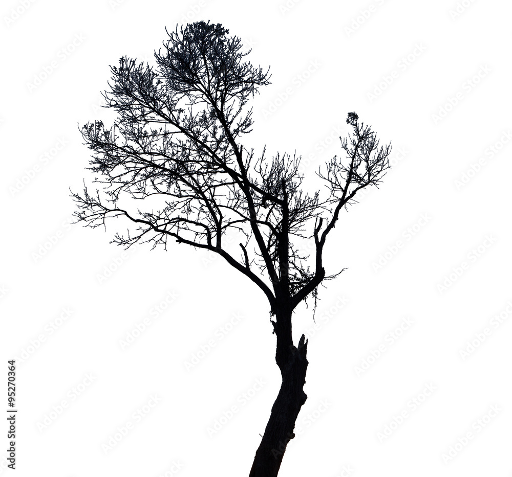 Fototapeta premium Black tree on white background
