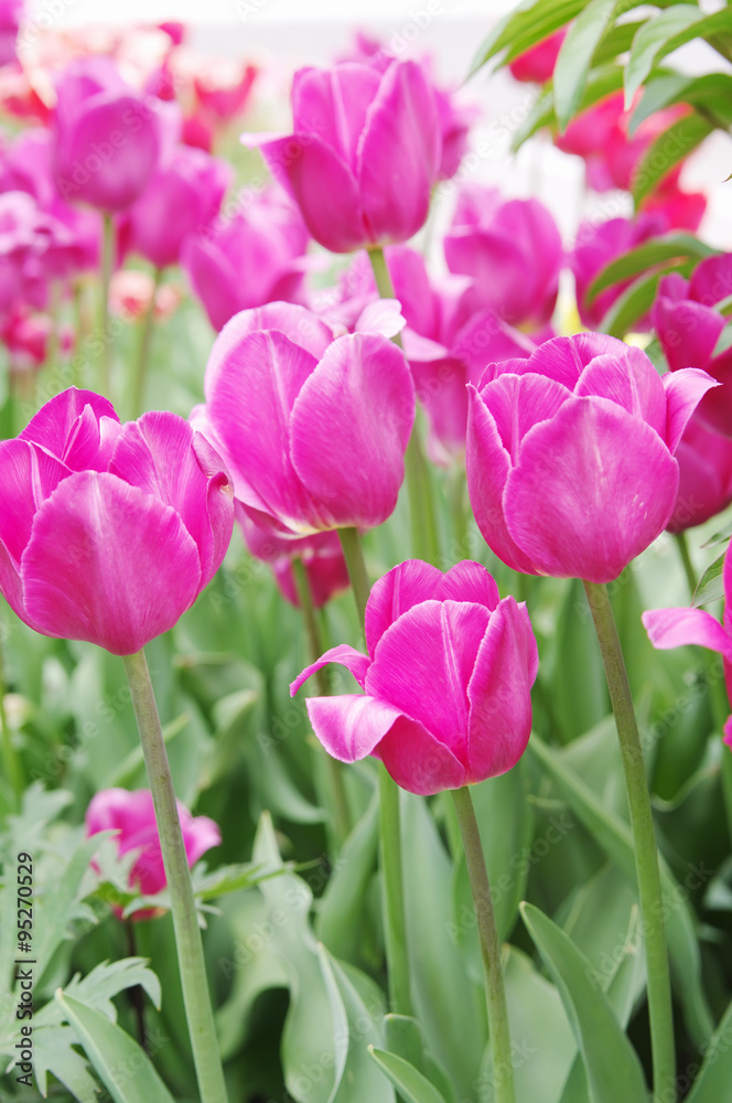 pink tulips closeup, local soft focus, shallow DOF pink tulips closeup, local soft focus, shallow DOF