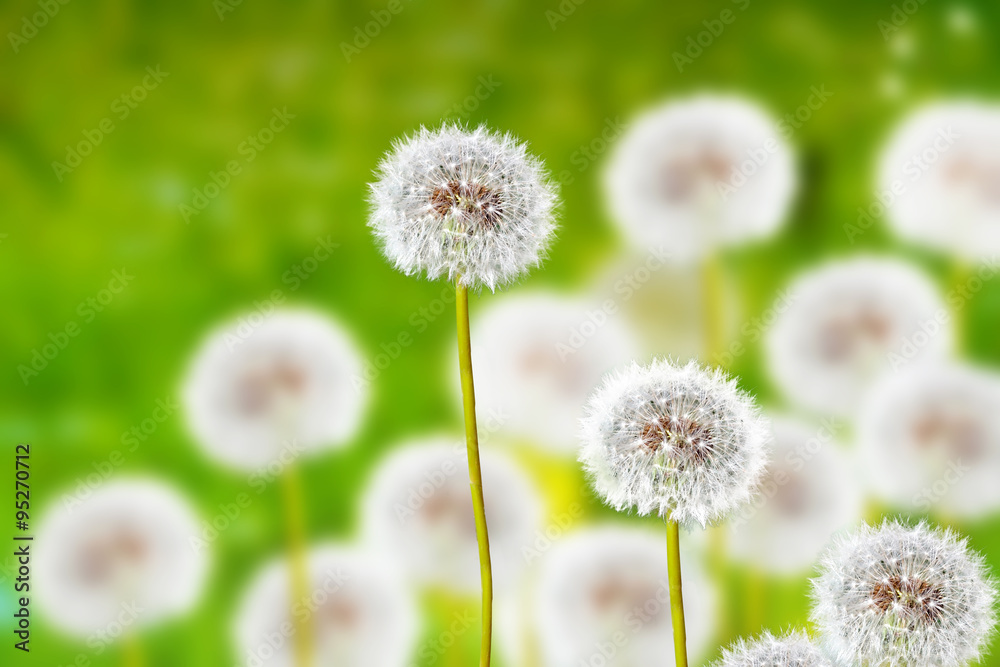 Wildflowers dandelions. Spring flowers Wildflowers dandelions. Spring flowers