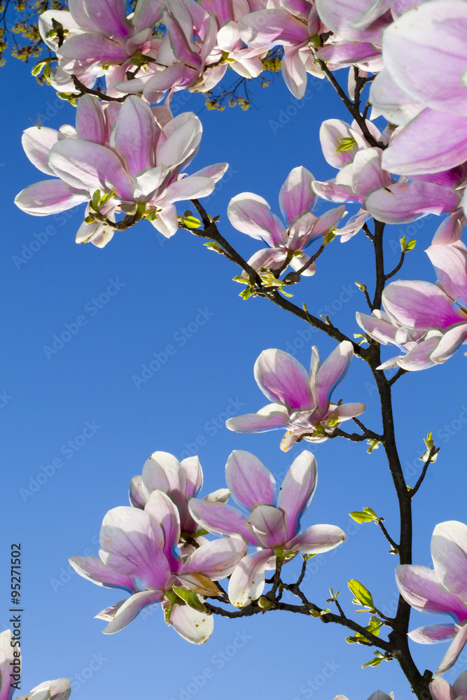 Obraz premium Magnolia tree blossom 