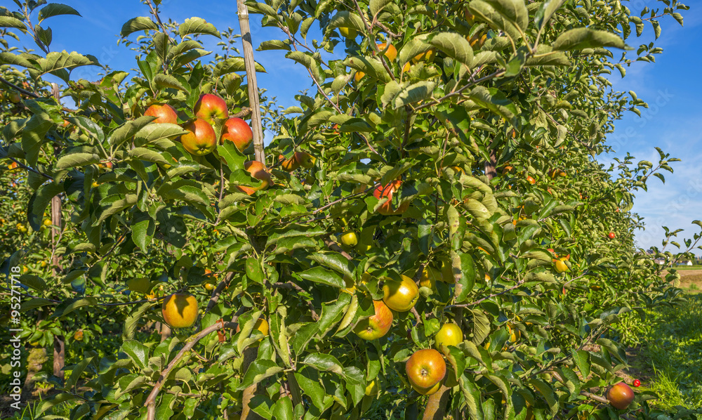 Orchard with apple trees in a field in summer Orchard with apple trees in a field in summer