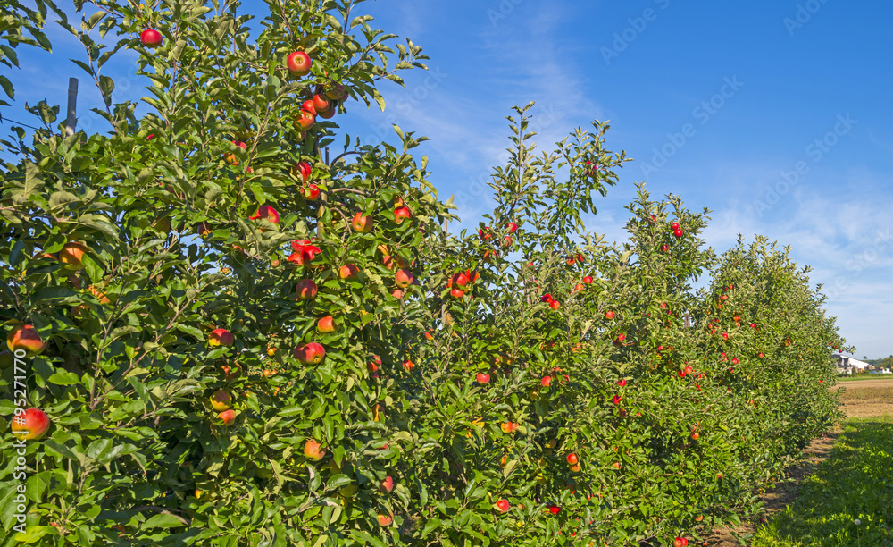 Orchard with apple trees in a field in summer