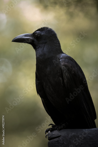 Large-billed crow