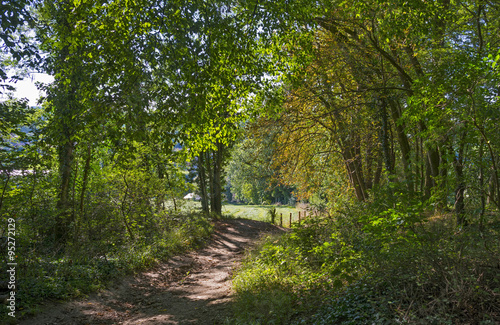 Path through a forest in sunlight in summer