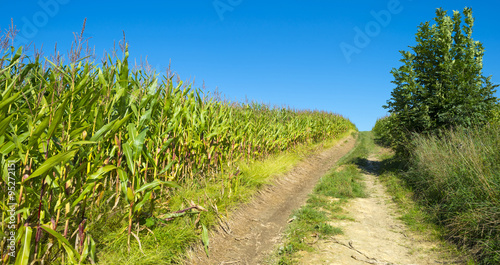 Corn growing in a field in summer 