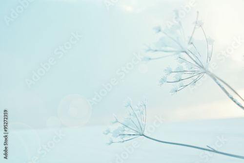 Christmas background plants in hoarfrost on a snowy field in winter © gorkos