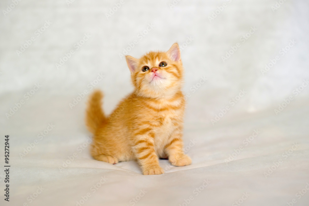 Kitten orange, little ginger kitten brindle coat color, striped baby British tabby kitten, pet, cute kitten, family friend.