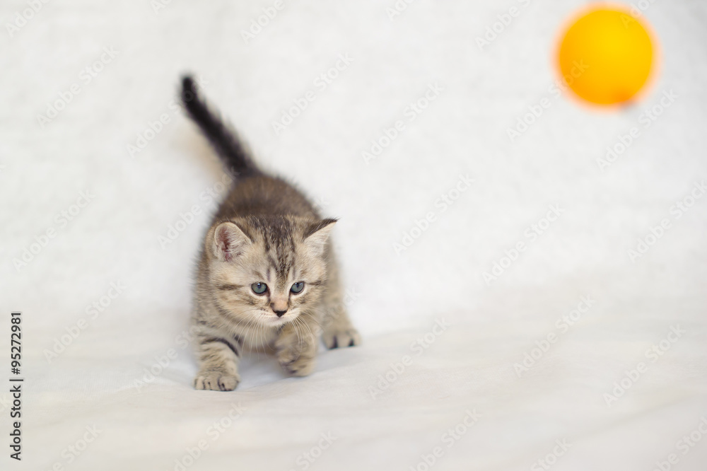 Kitten playing with a yellow ball, a small kitten brindle coat color, striped baby British tabby kitten, pet, cute kitten, family friend.