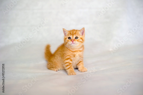 Kitten ginger, the little red kitten brindle coat color, striped baby British tabby kitten, pet, cute kitten, a family friend.