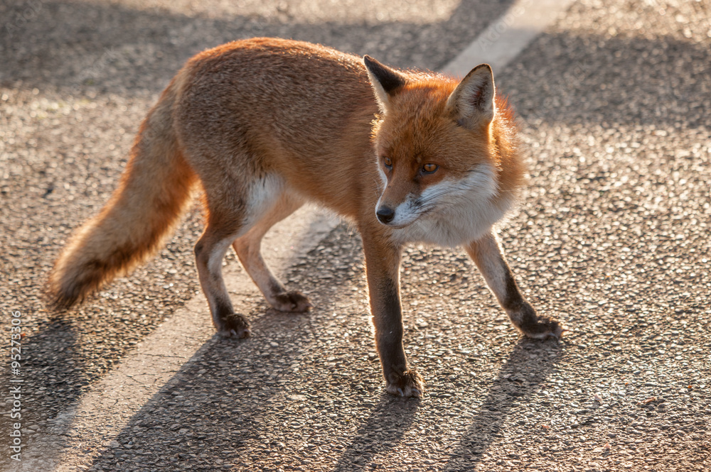 Fototapeta premium Fox in car park