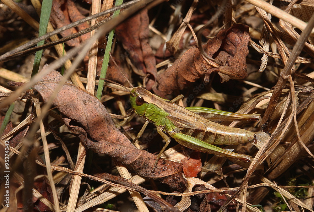 Grashüpfer, Heuschrecke auf einem Blatt Grashüpfer, Heuschrecke auf einem Blatt