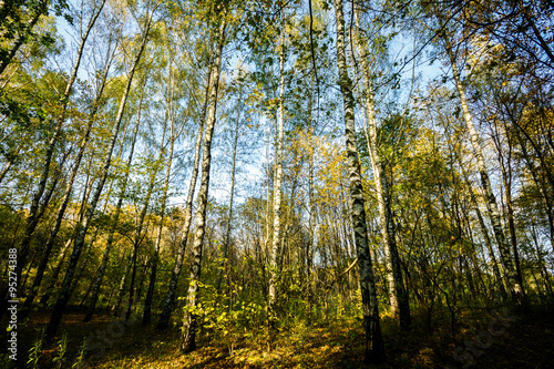 Beautiful autumn forest