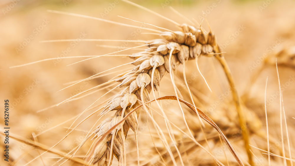 Gold wheat field illuminated by rays of the setting sun