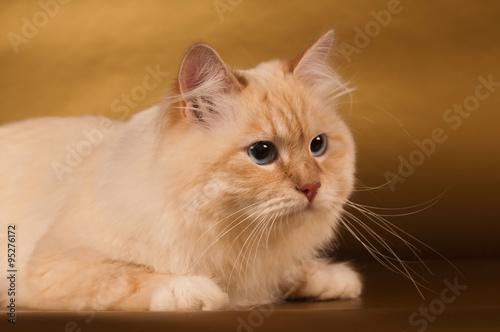 Siberian cat on golden background