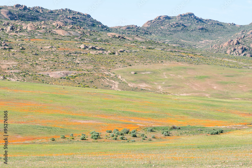 Fototapeta premium Orange wild flowers near Garies
