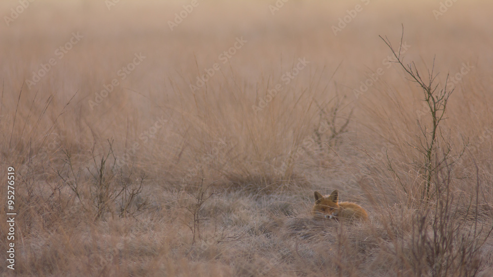 Naklejka premium Ein Rotfuchs am Morgen im Oppenweher Moor