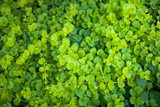 Tiny leaves background, outdoors photography of green leaves, Dichondra Repens plant