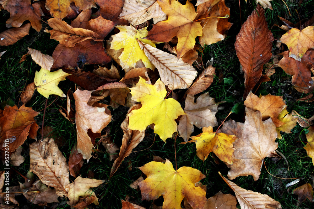 Autumn  leaves