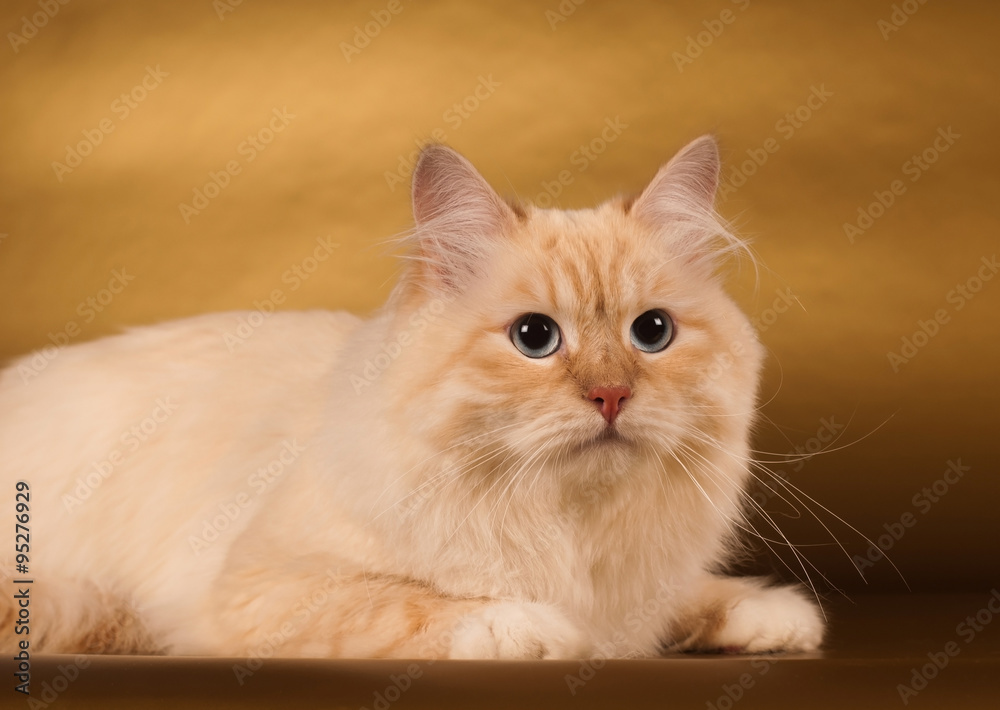 Siberian cat on golden background
