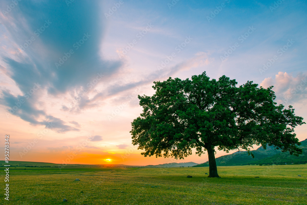 Fototapeta premium Beautiful and old Oak at the sunset