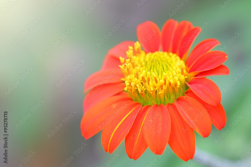 Zinnia flower Zinnia flower