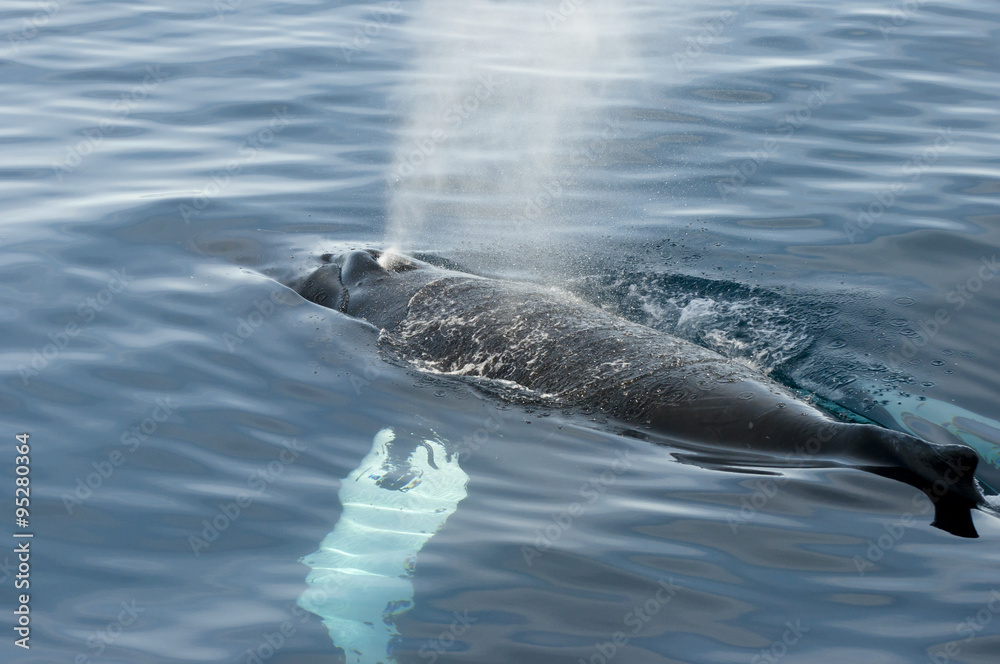 Fototapeta premium Humpback Whale - Greenland