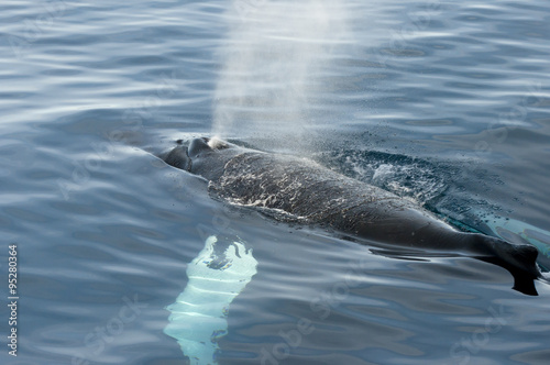 Humpback Whale - Greenland