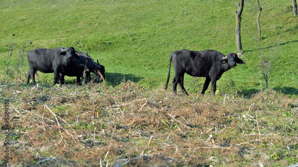 Fototapeta premium Buffaloes raised in the household of countryside
