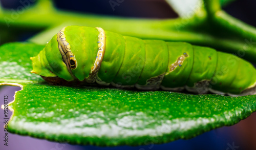 Macro close up Caterpillar, green worm eating the leaves