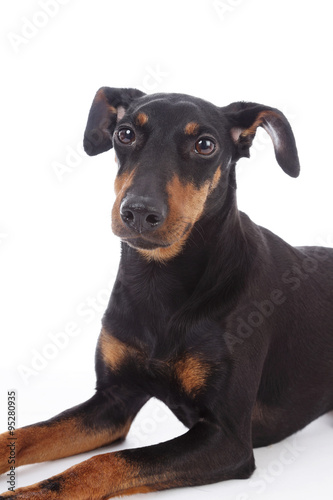 portrait chien de race Manchester terrier femelle
