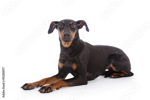 portrait chien de race Manchester terrier femelle © mariesacha