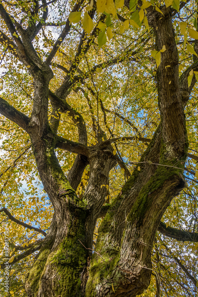 Obraz premium Burien Park Tree 3