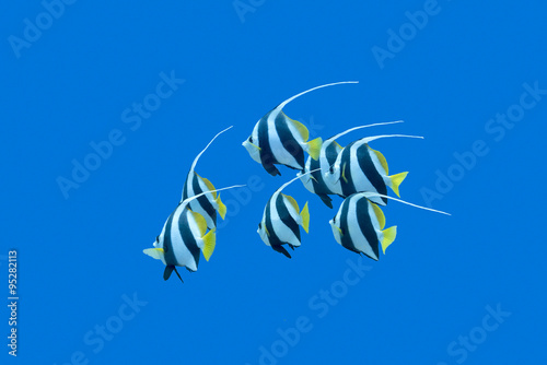 shoal of bannerfishes in tropical sea, underwater