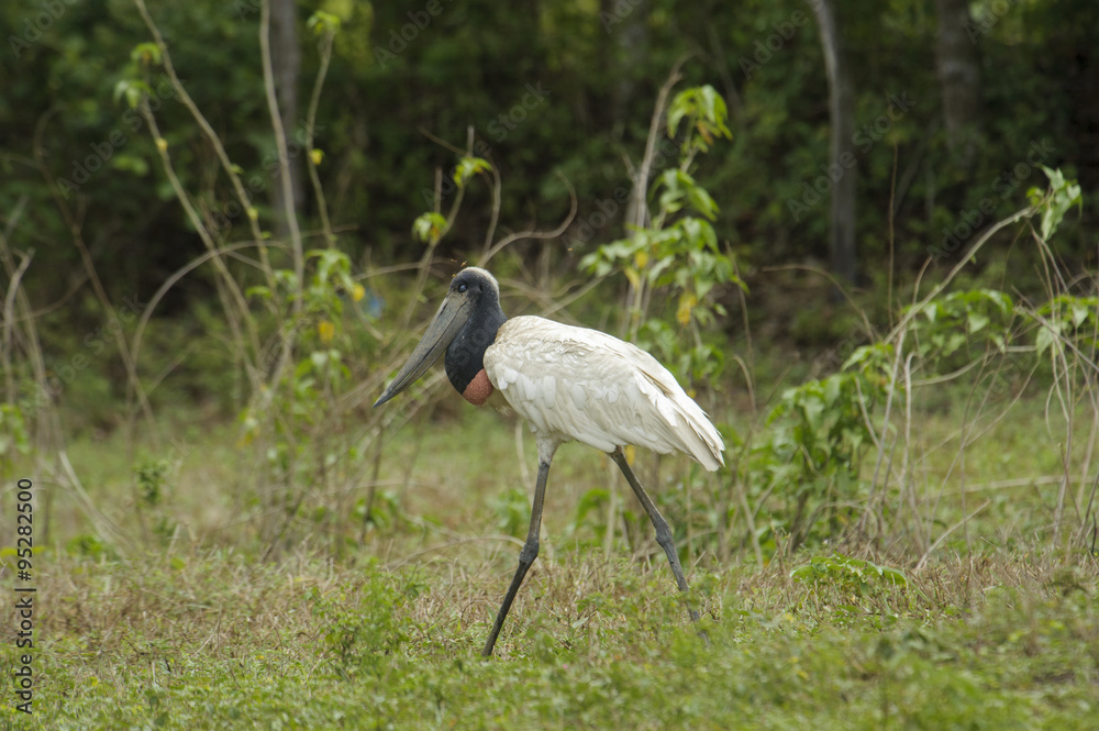 Fototapeta premium Jabiru Stork (Jabiru mycteria), The Pantanal, Mato Grosso, Brazil