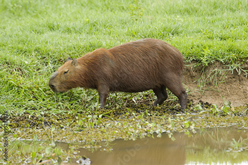 Capybara (Hydrochoerus hydrochaeris), The Pantanal, Mato Grosso, Brazil