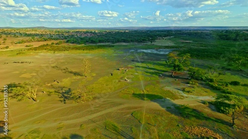 Aerial shot of a shepherd running through a African Savannah pasture fields after his flock of cattle at sunset with vast, lush African landscape in the background.