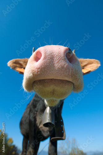 particular of a colored cow in the blue sky