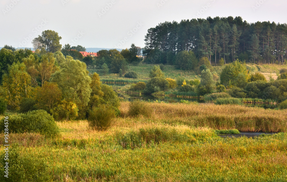 Fototapeta premium Landscape with meadows and marsh