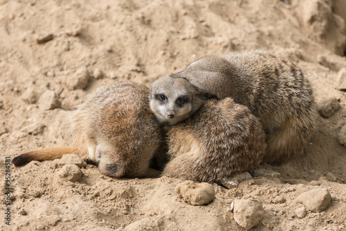 Meerkats in Antwerp zoo