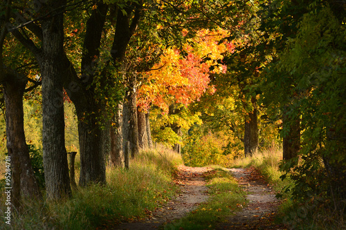 autumn country road with trees